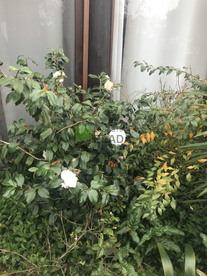 Chacra ID.176 - Chacra a 15 minutos de Punta del Este. 3 dormitorios, casita de huespedes, capacidad 10 personas