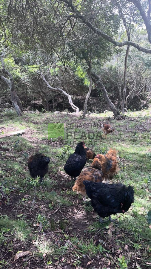 Chacra ID.822 - Venta de Chacra de Sierra 