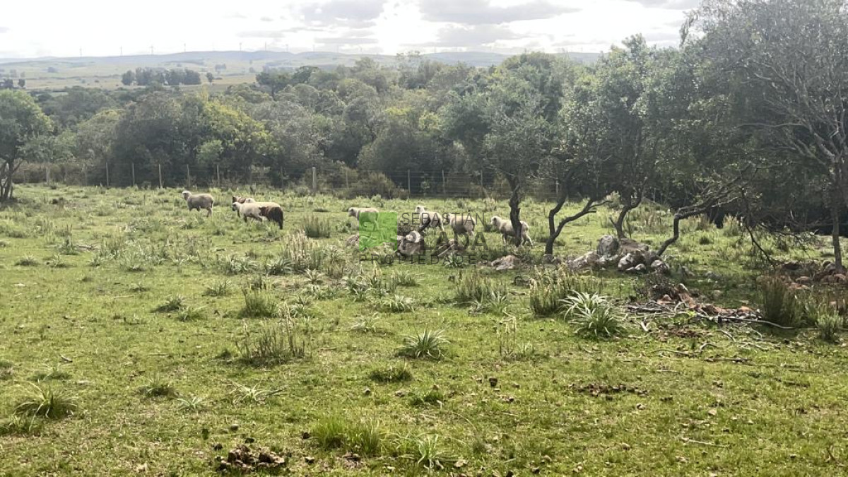Chacra ID.822 - Venta de Chacra de Sierra 
