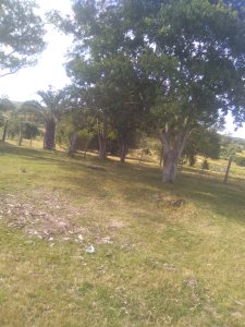 65 hás sobre ruta 39, con casco y arroyo - pld1006p