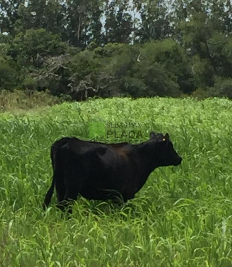 Campo Ref.479 - Chacras en Punta Ballena