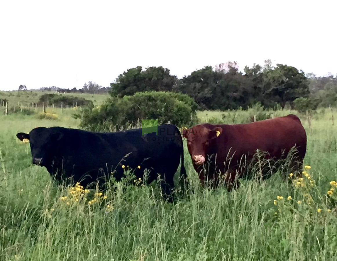 Campo Ref.479 - Chacras en Punta Ballena