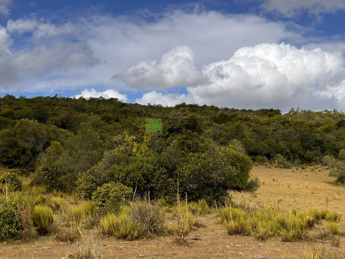 Campo Ref.750 - Interesante fracción de 128 Hás en Las Cañas