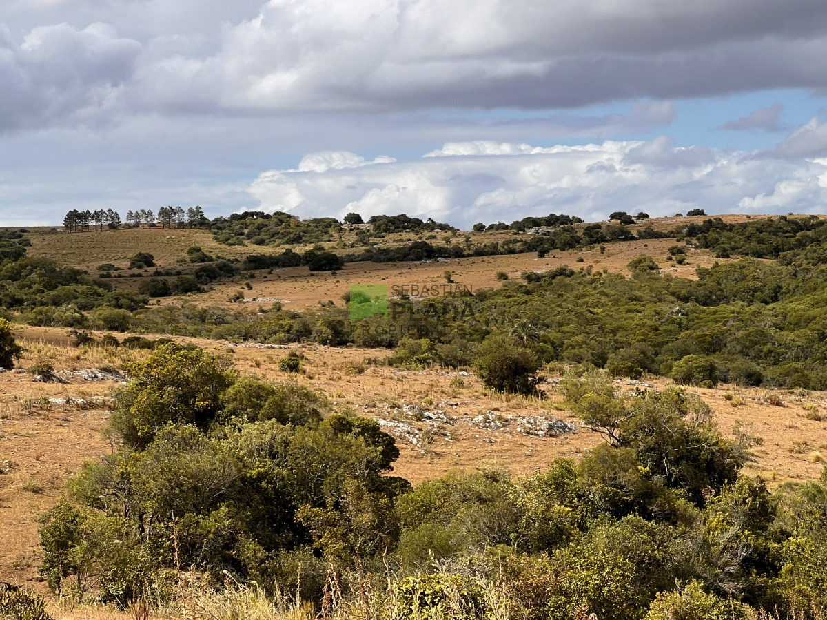 Campo Ref.750 - Interesante fracción de 128 Hás en Las Cañas