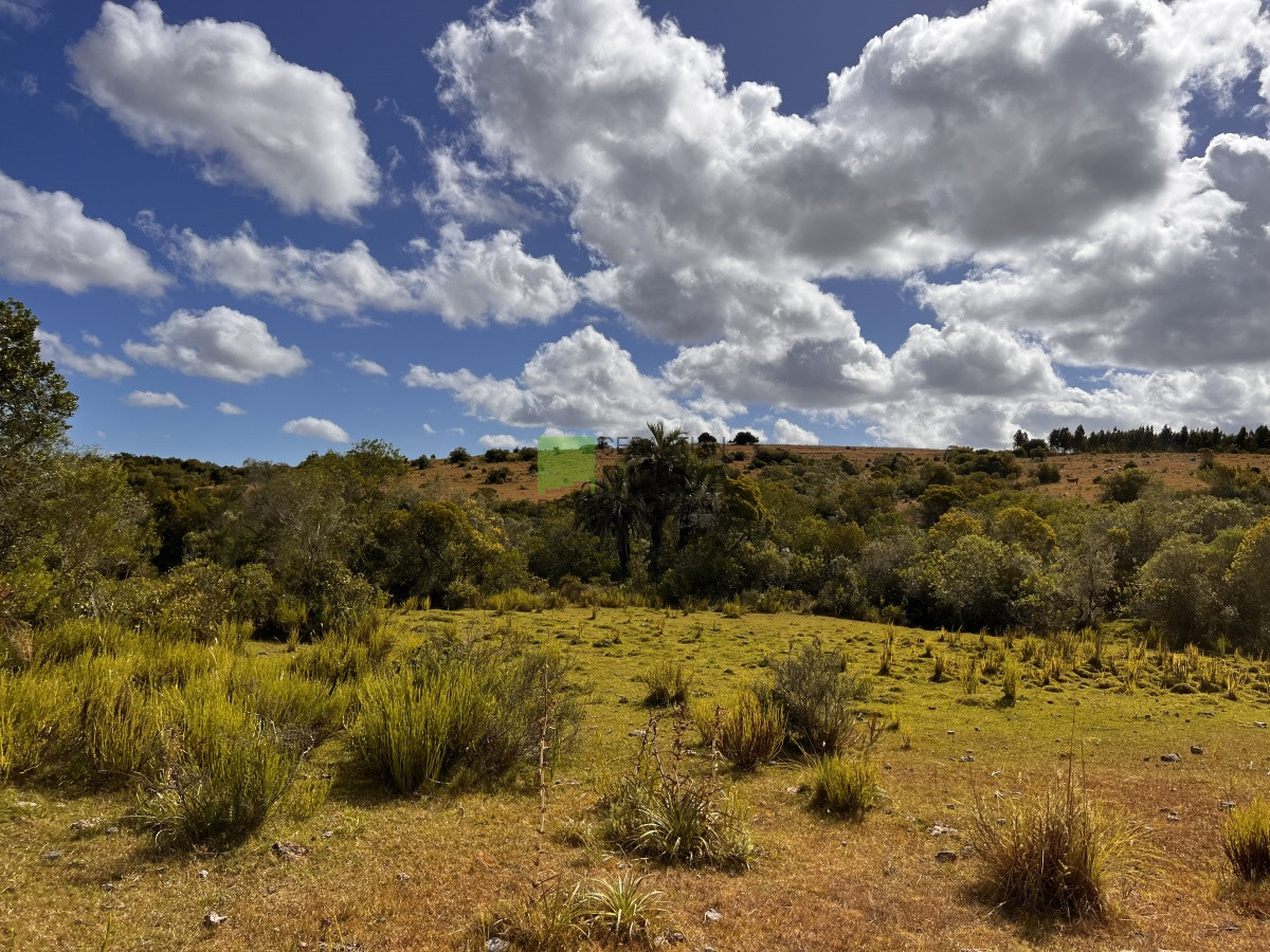 Campo Ref.750 - Interesante fracción de 128 Hás en Las Cañas