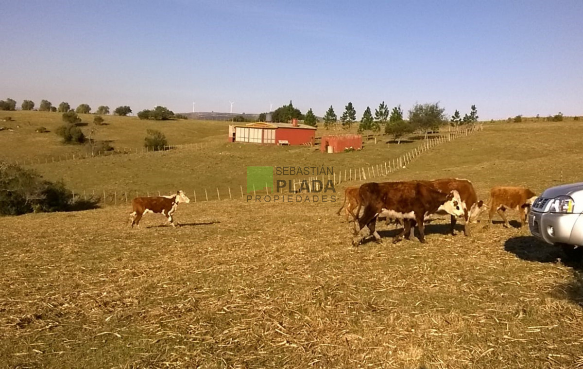 Campo Ref.763 - Fraccion de 41 Hás en Carapé, a 51 kms. de Punta del Este