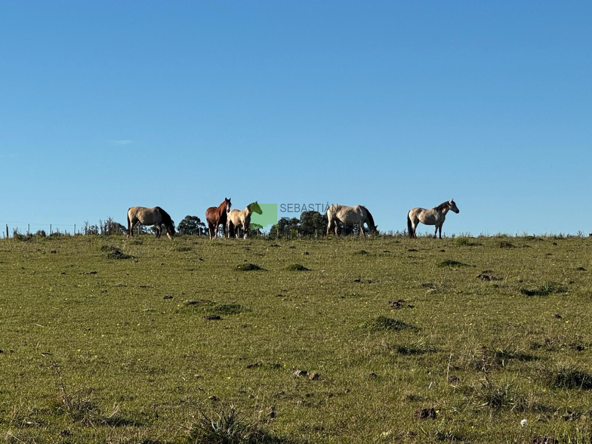 Campo Ref.993 - Fracción de Campo - 15 Hás - Cañada Bellaca
