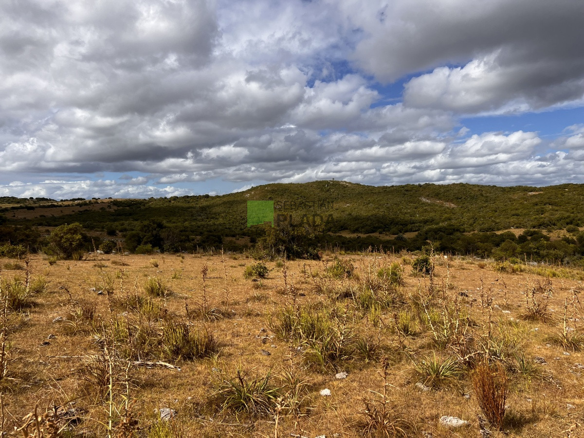 Campo Ref.750 - Interesante fracción de 128 Hás en Las Cañas