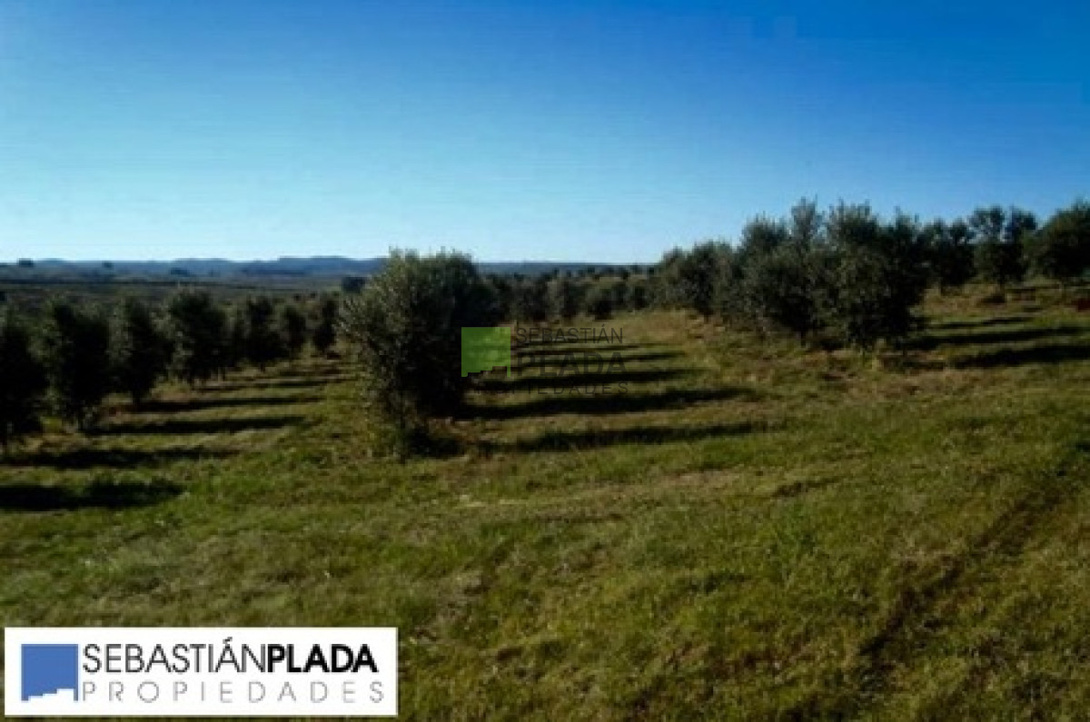 Campo Ref.64 - Campo en Pueblo Eden, 