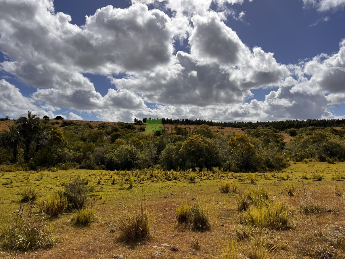 Campo Ref.750 - Interesante fracción de 128 Hás en Las Cañas