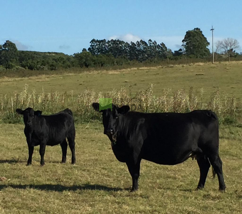 Campo Ref.479 - Chacras en Punta Ballena