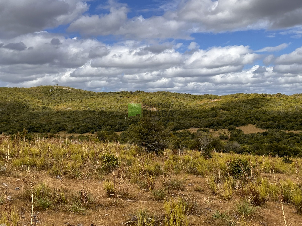Campo Ref.750 - Interesante fracción de 128 Hás en Las Cañas