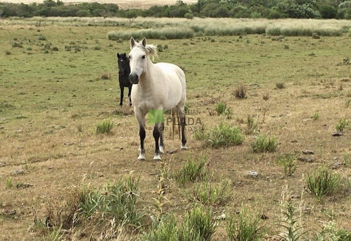 Campo Ref.587 -  Bajo de precio ! Buena fracción de campo de 23 Has. sobre Ruta 9.-