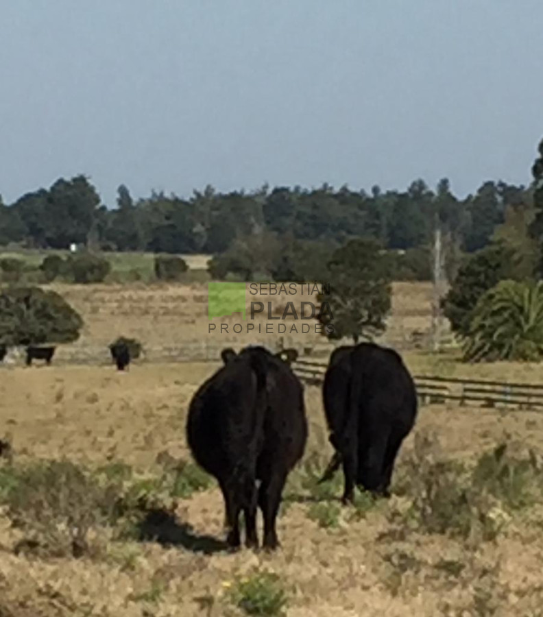 Campo Ref.479 - Chacras en Punta Ballena