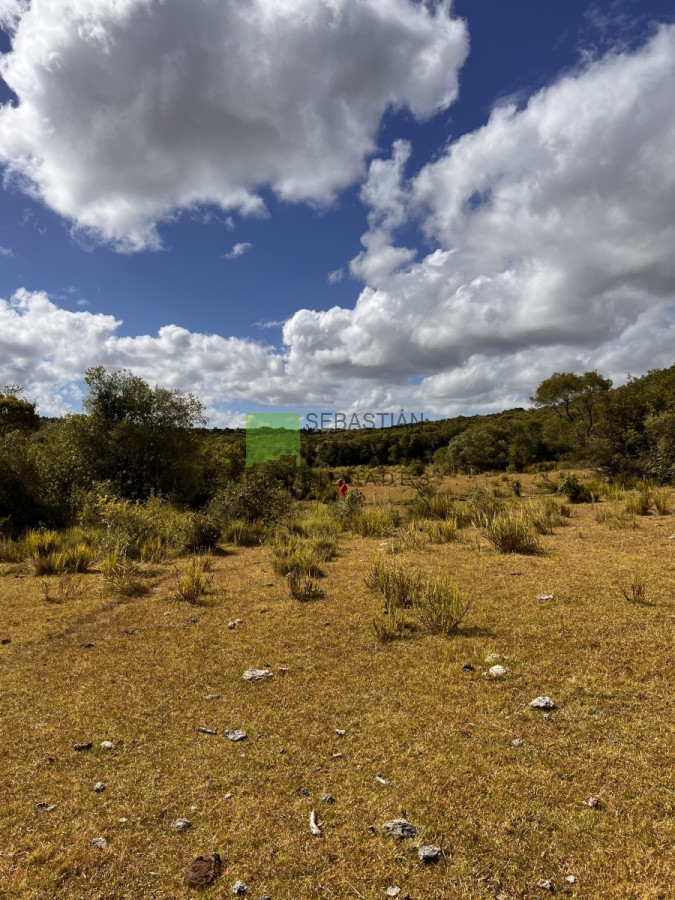 Campo Ref.750 - Interesante fracción de 128 Hás en Las Cañas