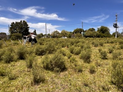 vendo lote 455mts2 sobre asfalto - pld814t