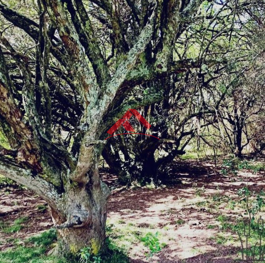 Chacra ID.2048 - Chacra de 5 hectáreas, Las Cañas