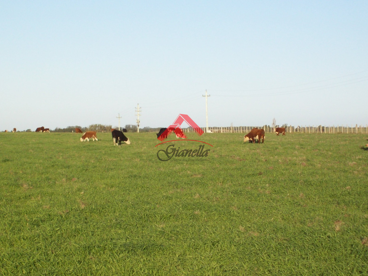 Chacra ID.1709 - 26 hás en Cañada Bellaca.