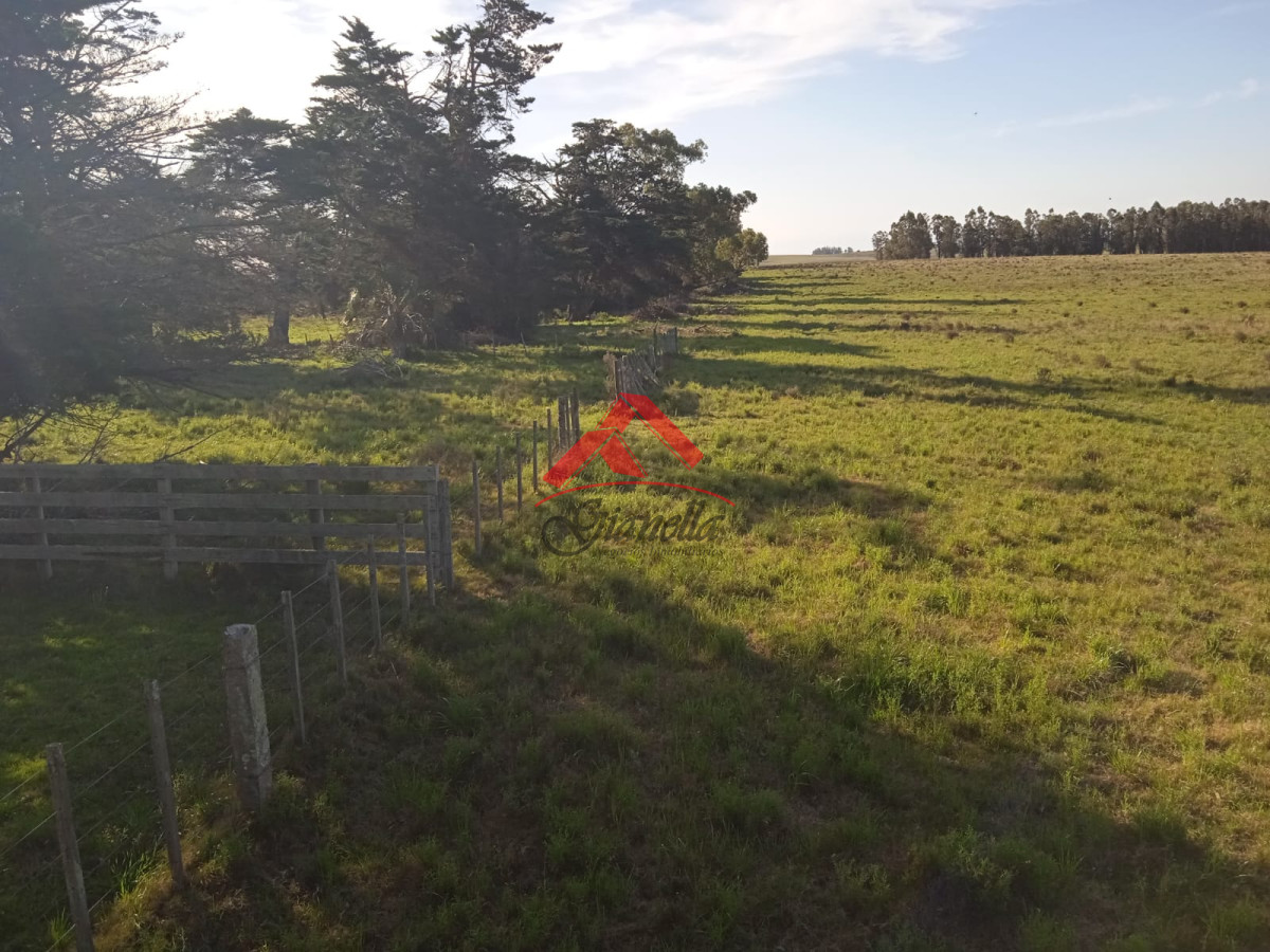 Campo Ref.1761 - Campo de 62 hás sobre Ruta 9.