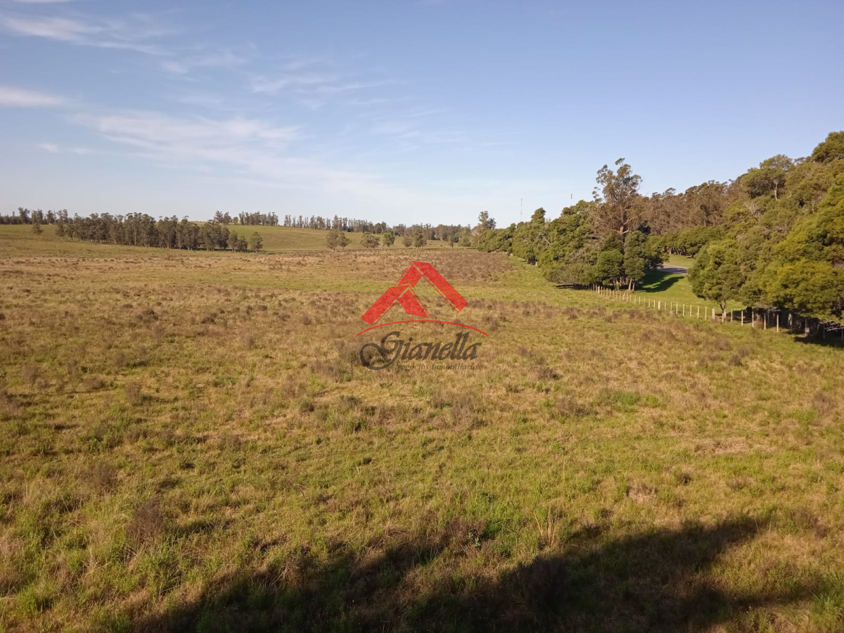 Campo Ref.1761 - Campo de 62 hás sobre Ruta 9.