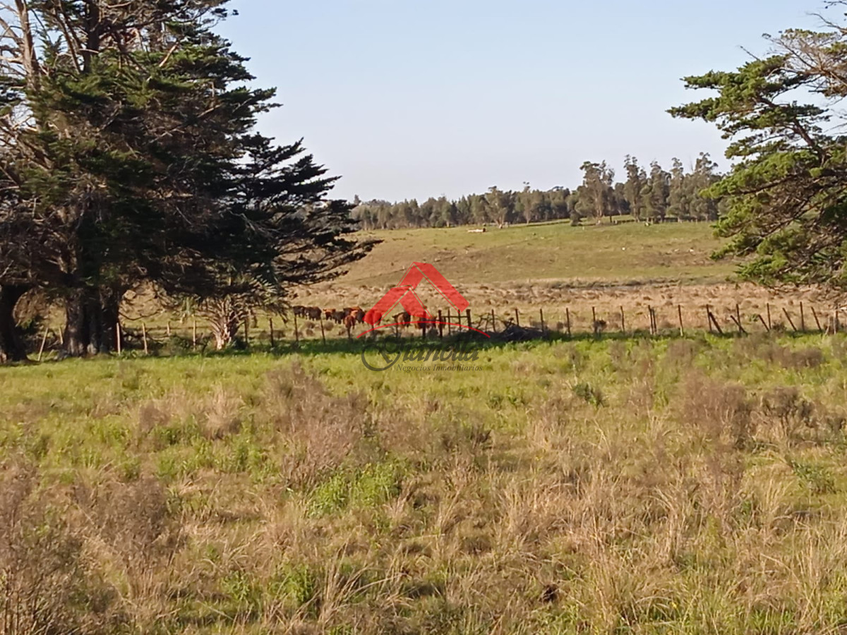 Campo Ref.1761 - Campo de 62 hás sobre Ruta 9.