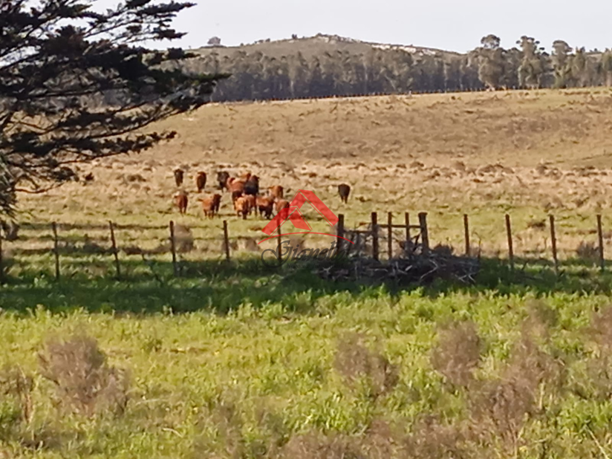 Campo Ref.1761 - Campo de 62 hás sobre Ruta 9.