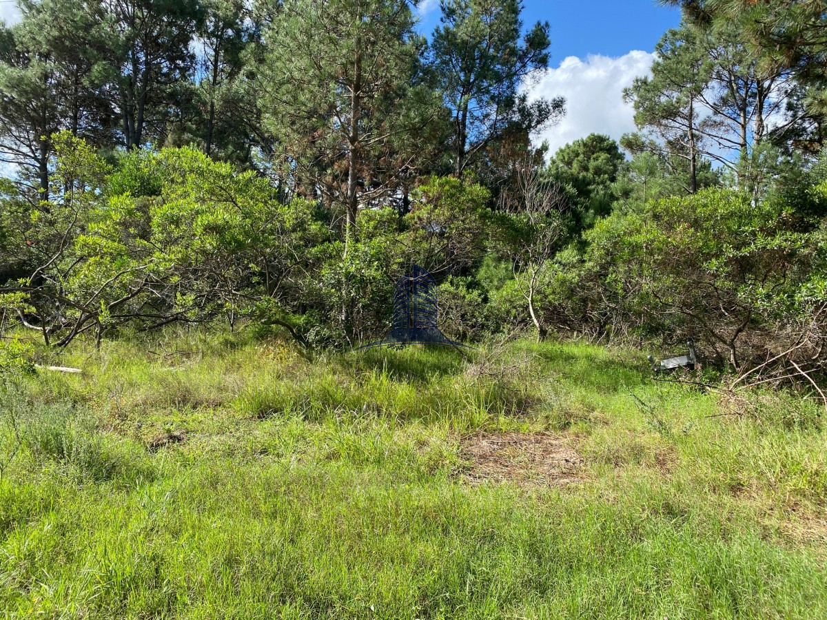 Tio Tom - GoPunta - Portal Inmobiliario de Punta del Este - Maldonado