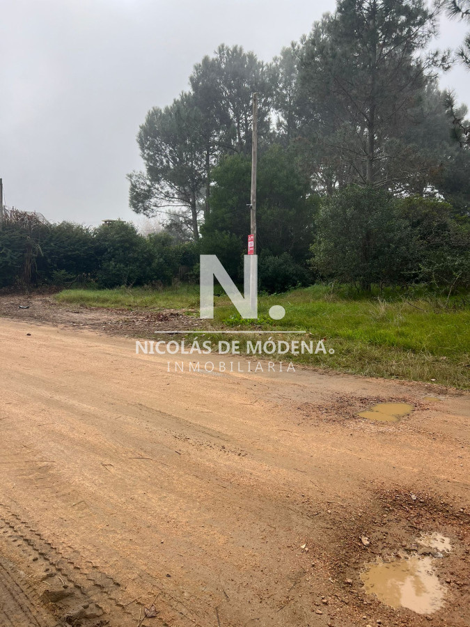 Tio Tom - GoPunta - Portal Inmobiliario de Punta del Este - Maldonado