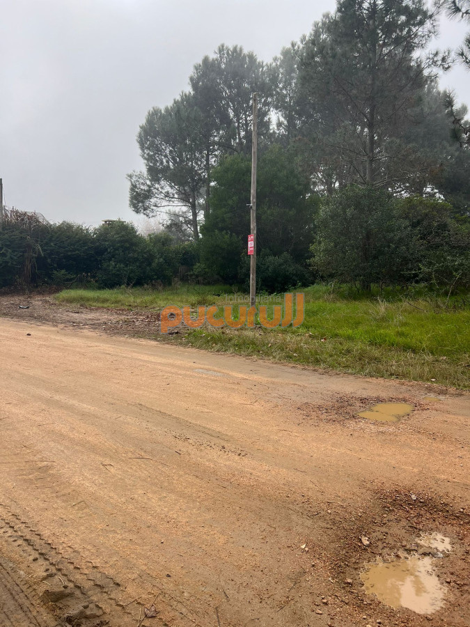 Tio Tom - GoPunta - Portal Inmobiliario de Punta del Este - Maldonado