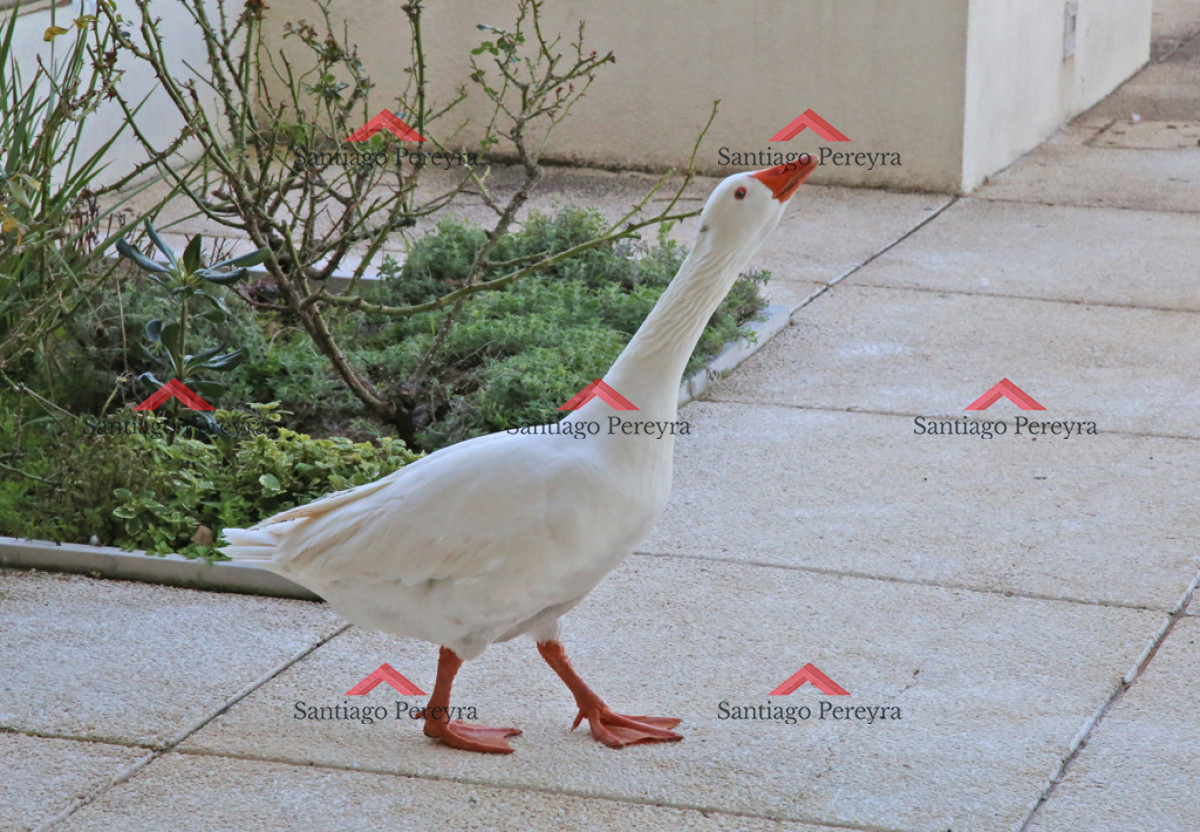 Apartamento ID.6382 - VENTA APARTAMENTO 3 DORMITORIOS EN SUITE