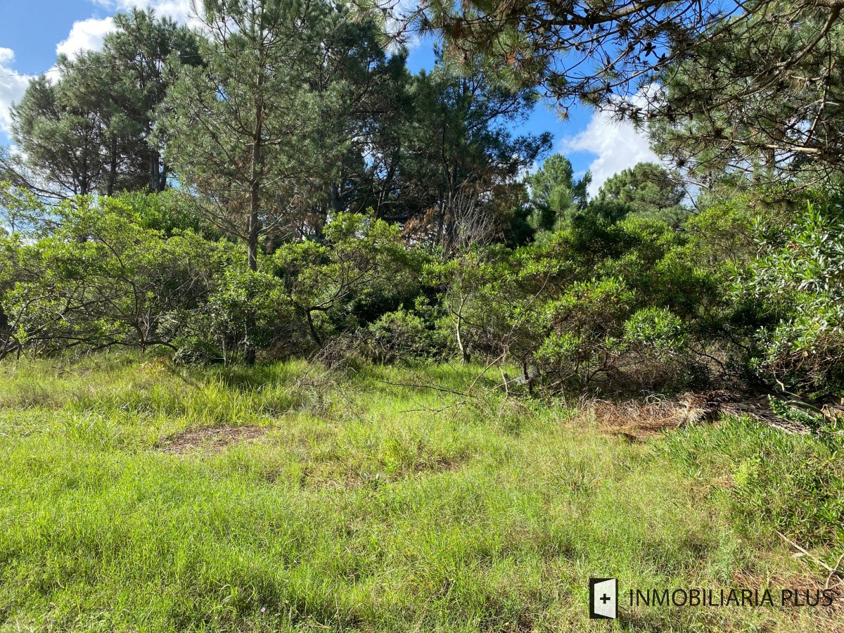 Terreno ID.458 - Venta de Terreno en PUNTA BALLENA en TÍO TOM A 500 MTS. DEL MAR C912