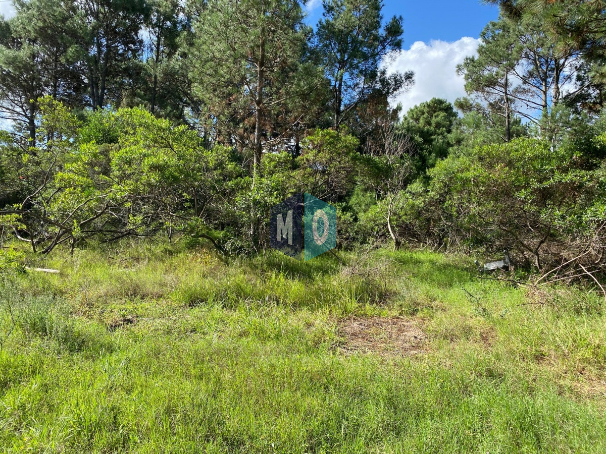 Terreno ID.865 - TÍO TOM A 500 MTS. DEL MAR PUNTA BALLENA 