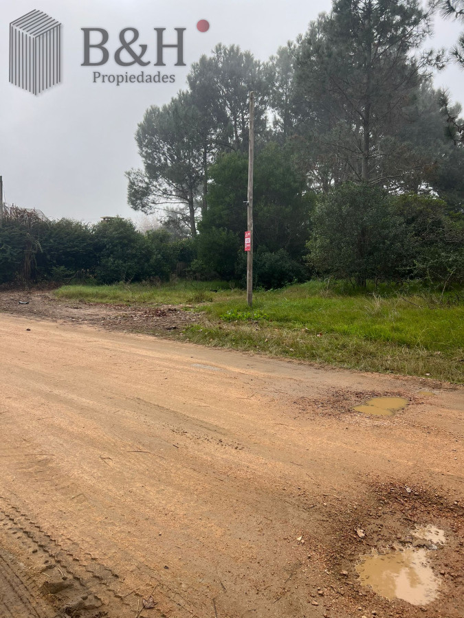 Tio Tom - GoPunta - Portal Inmobiliario de Punta del Este - Maldonado