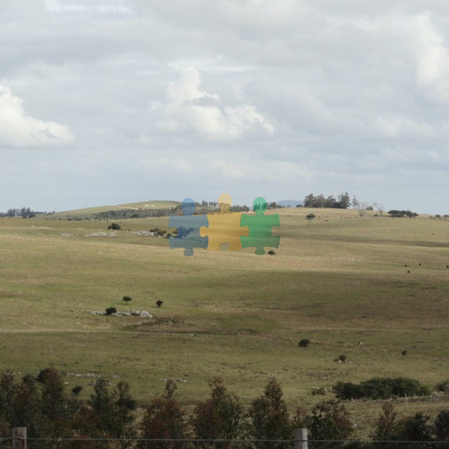 Excelente campo ganadero, apto para Olivos Vid Eucaliptus o recreo, sobre ruta 12.   Ref : EQP7363 - GoPunta - Portal Inmobiliario de Punta del Este - Maldonado