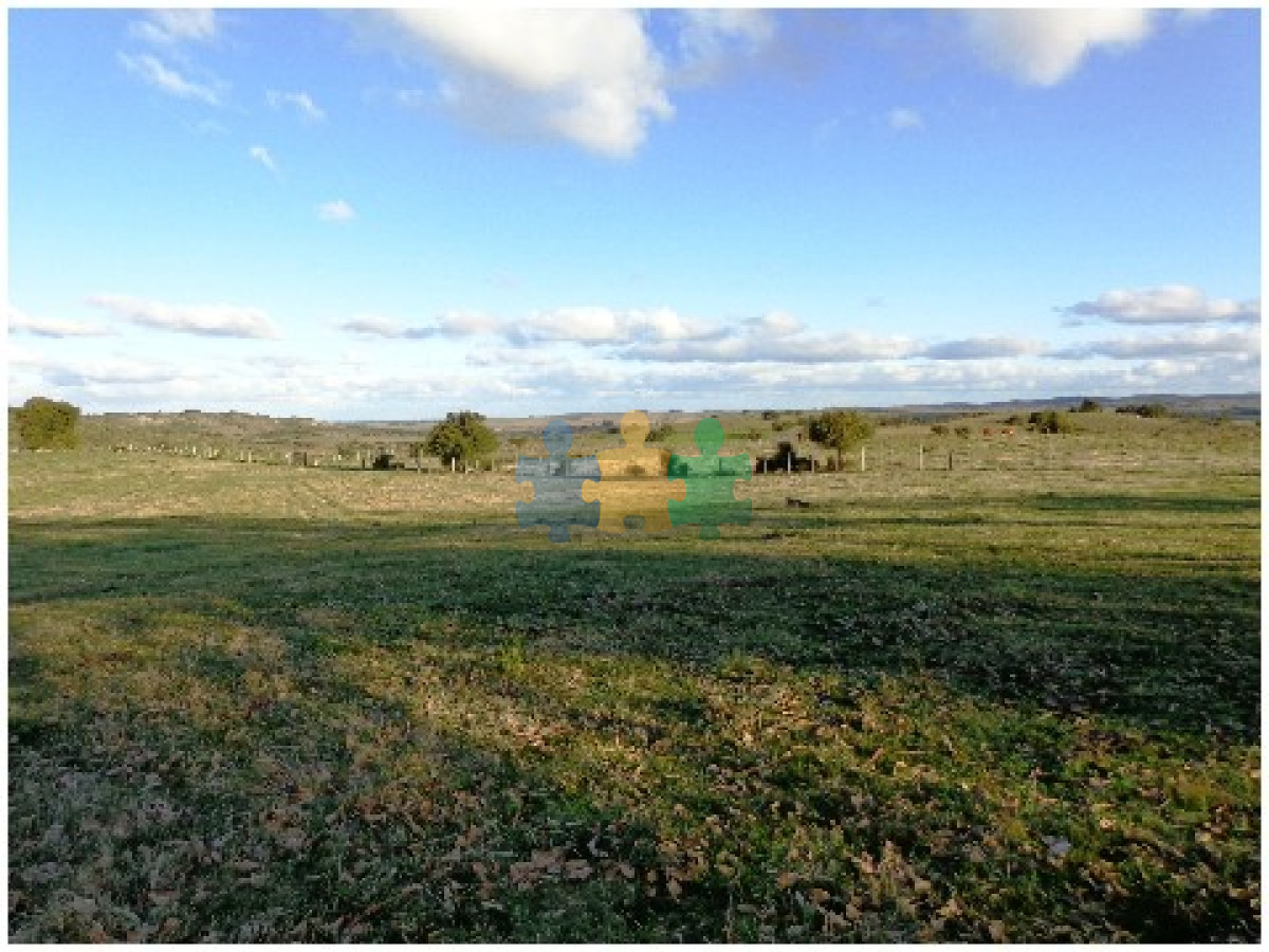 Pintoresco campo Ganadero muy bien ubicado.   Ref : EQP7365 - GoPunta - Portal Inmobiliario de Punta del Este - Maldonado