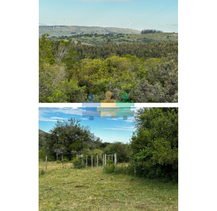 885 Has Campo Mixto Ganadero – Forestal   Ref : EQP7087 - GoPunta - Portal Inmobiliario de Punta del Este - Maldonado