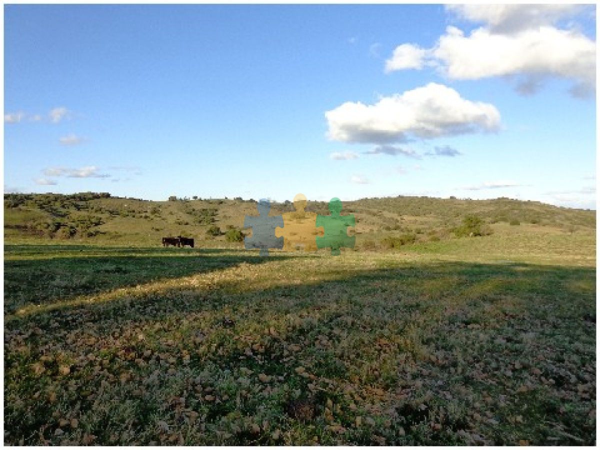 Pintoresco campo Ganadero muy bien ubicado.   Ref : EQP7365 - GoPunta - Portal Inmobiliario de Punta del Este - Maldonado