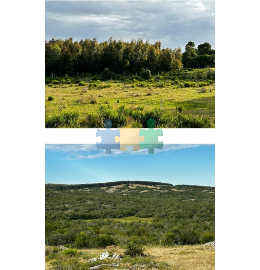 885 Has Campo Mixto Ganadero – Forestal   Ref : EQP7087 - GoPunta - Portal Inmobiliario de Punta del Este - Maldonado