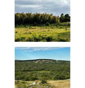 885 Has Campo Mixto Ganadero ? Forestal - Ref : EQP7087