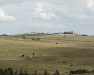 Excelente campo ganadero, apto para Olivos-Vid-Eucaliptus o recreo, sobre ruta 12. - Ref : EQP7363