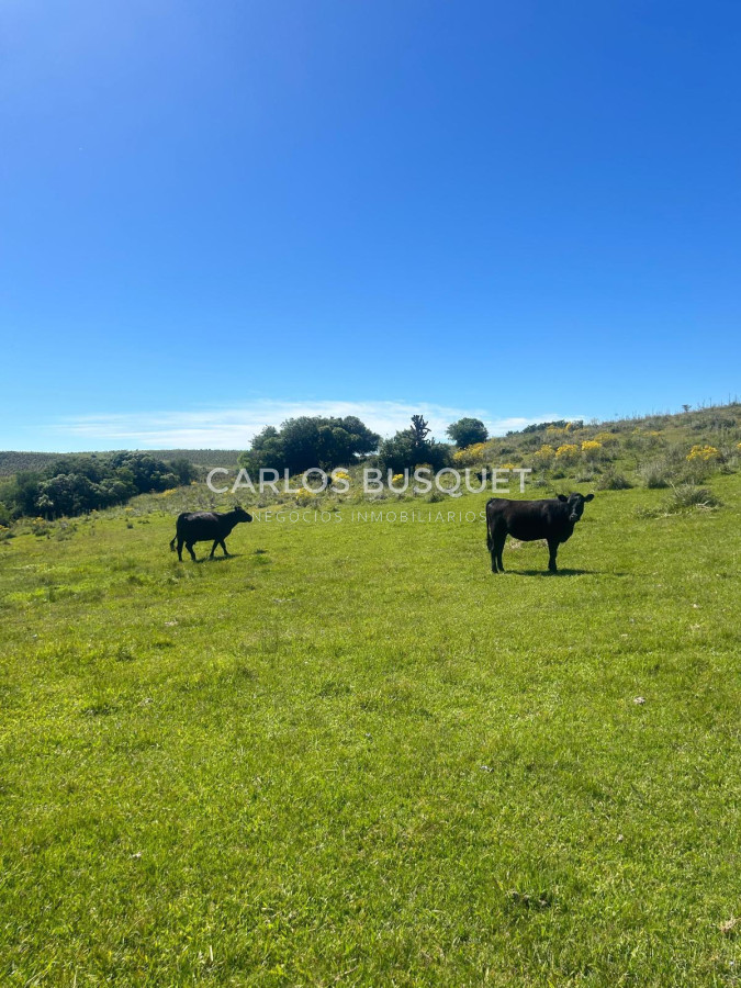 Campo Ref.1169 - Campo en venta de 115 Has a 10 Kms de Garzón.