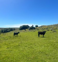 Campo en venta de 115 Has a 10 Kms de Garzón.