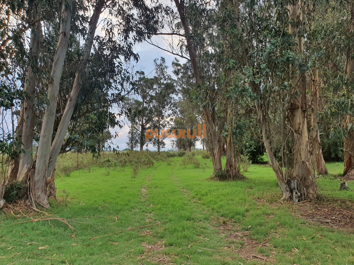 Paraje El Renegado - GoPunta - Portal Inmobiliario de Punta del Este - Maldonado