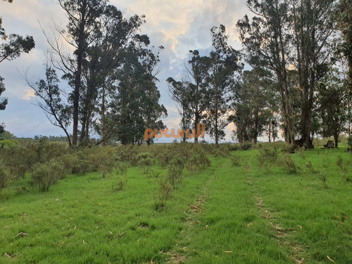 Paraje El Renegado - GoPunta - Portal Inmobiliario de Punta del Este - Maldonado
