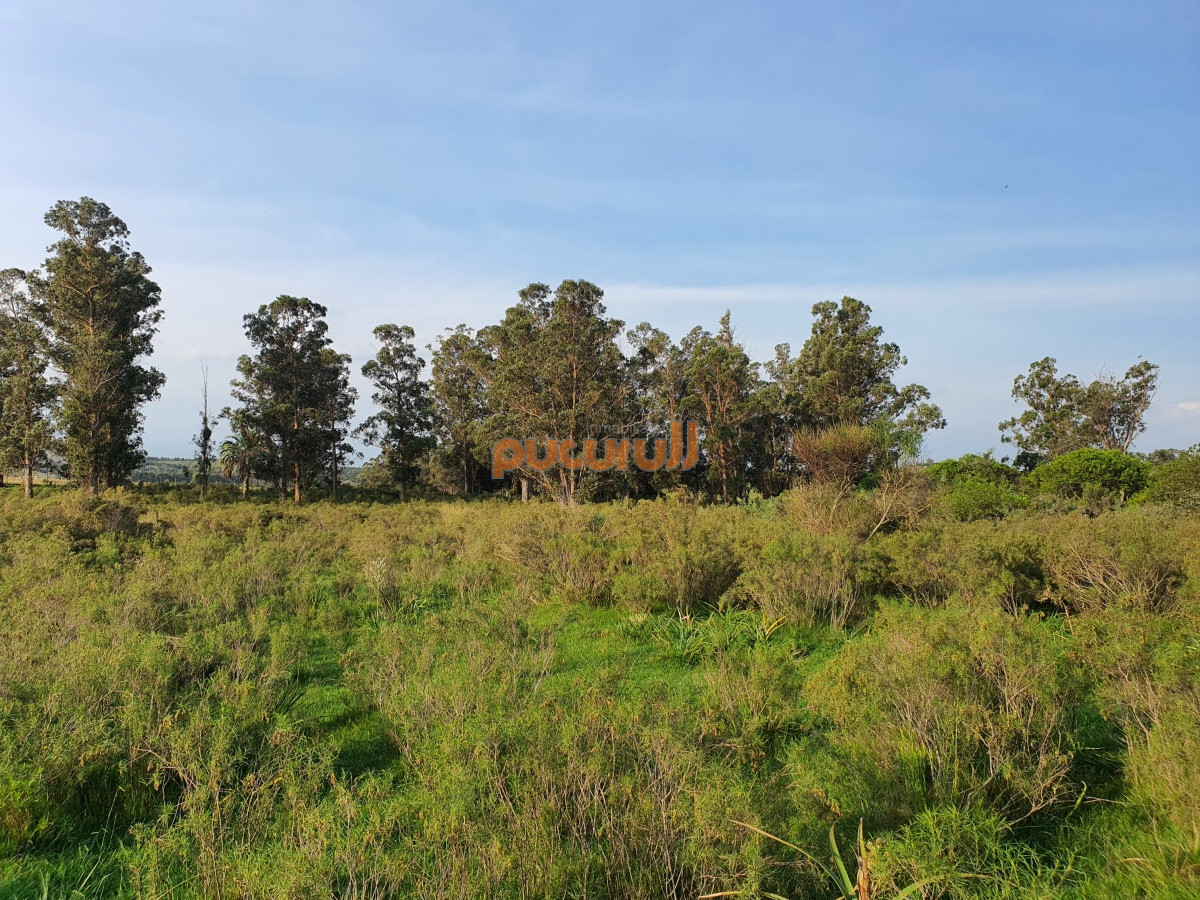 Paraje El Renegado - GoPunta - Portal Inmobiliario de Punta del Este - Maldonado