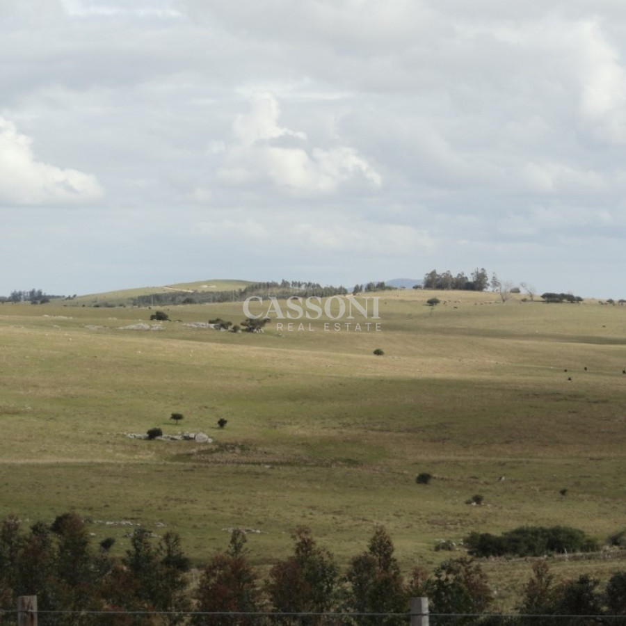 Campo Ref.4617 - Excelente campo ganadero, apto para Olivos-Vid-Eucaliptus o recreo, sobre ruta 12.