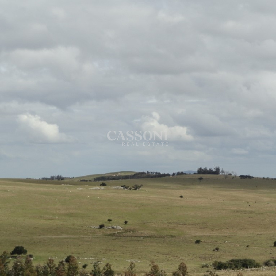 Campo Ref.4617 - Excelente campo ganadero, apto para Olivos-Vid-Eucaliptus o recreo, sobre ruta 12.
