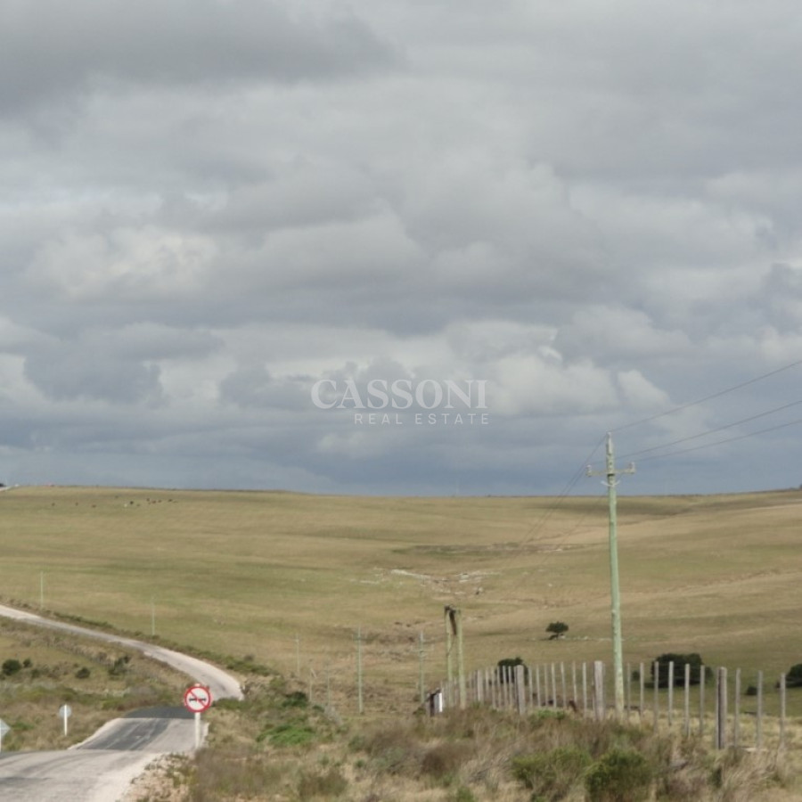 Campo Ref.4617 - Excelente campo ganadero, apto para Olivos-Vid-Eucaliptus o recreo, sobre ruta 12.