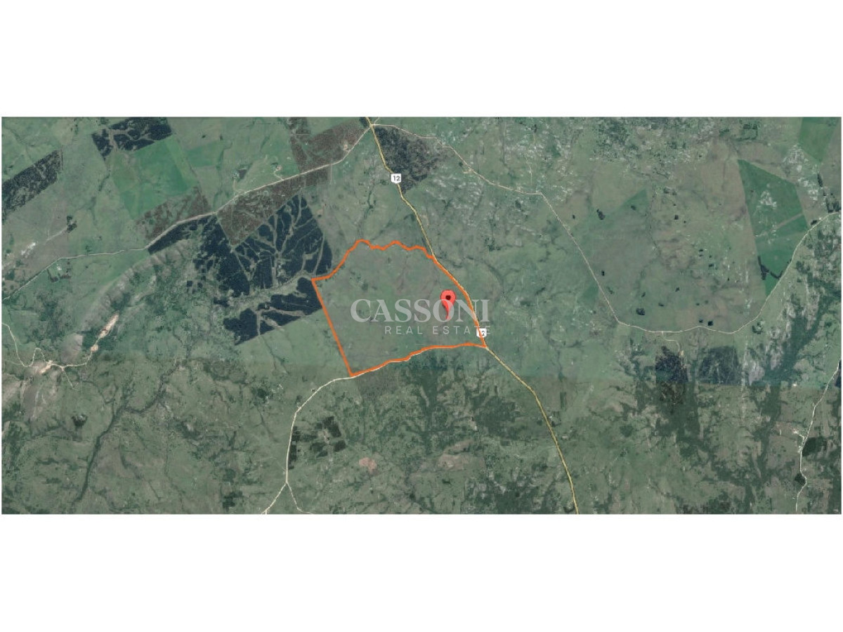 Campo Ref.4617 - Excelente campo ganadero, apto para Olivos-Vid-Eucaliptus o recreo, sobre ruta 12.
