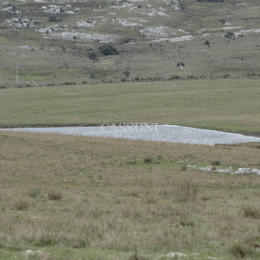 Campo Ref.4617 - Excelente campo ganadero, apto para Olivos-Vid-Eucaliptus o recreo, sobre ruta 12.